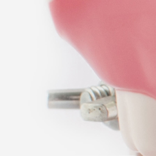 Dental Jaw Model - Image 2